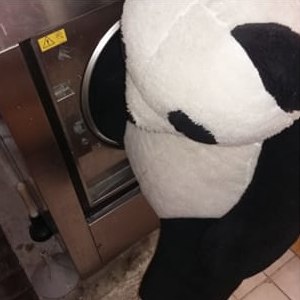 Panda v naší čistírně
